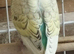 3 lovely young budgies for sale