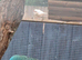 Male Lineolated parakeet