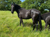Friesian X Appaloosa filly