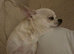 Gorgeous Boy Chihuahua Puppy &ndash; Single Pup Litter (Strong & Healthy!)