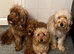 Cockapoo puppy's