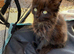 Ragdoll X British Short hair female kitten