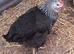 Hybrid pullets 16to18 weeks