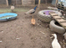3 ducks
