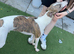 Kc whippet for stud duties