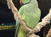 Male ringneck