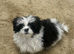 Shihtzu puppies