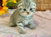 EXCEPTIONAL QUALITY SCOTTISH/BSH KITTENS