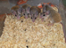 Africa Spiny Mice youngsters Ready Now
