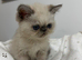 EXOTIC KITTENS