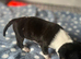 Miniature bull terrier puppies