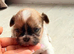 Beautiful Shih Tzu Girls Looking for Their Forever Homes