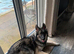 Stunning Shepsky for Rehoming