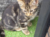 Tabby kittens