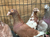 Pigeons for sale