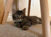 Title Six Adorable Ragdoll X Norwegian Forest Kittens