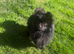 Beautiful female Pom
