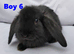 Cute French x Mini Lop kits looking for new homes