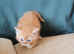 Pedigree Persian exotic x domestic short haired kittens