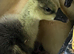 Chinese Goslings hatched 23/5/26