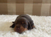 True chocolate miniature dachshunds