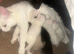 5 kittens
