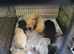 Gorgeous Lab puppies