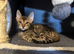Beautiful Bengal Babies Ready Now