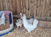 Light sussex and white leghorn hybrid hens