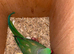 Proven pair of Indian ring necks!