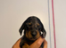 Miniature dachshund pups