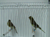 Another Pair Of Canaries + New Carry Cage.£50