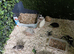 Button quails for sale