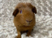 Adorable bonded baby guinea pigs. Available now!