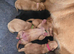 Beautiful litter of labrador puppies