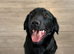 9 month old female kc reg lab