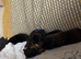 Chihuahua x Pug Puppies For Sale