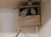Opal Mexican house finches for sale.