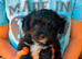 Beautiful yorkiepoo puppies