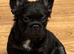 French bulldogs