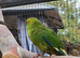 Young Kakarikis for new homes