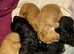 Cockapoo puppy&rsquo;s
