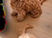 Beautiful CockerSpanial X Poodle pups