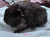 Gorgeous Female & Male piggies