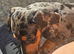 2 stunning Daxi ready to leave