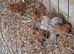 5 peking bantams chicks.