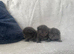 British Short Haired X Bengal Kittens