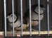 Owl finchs