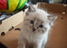 Ragdoll kittens for sale