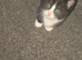 British blue cross ragdoll kittens